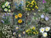 wildflowers12.jpg (98562 bytes)