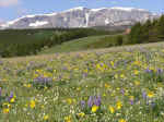 circlepark-wildflowers-2005.jpg (97725 bytes)